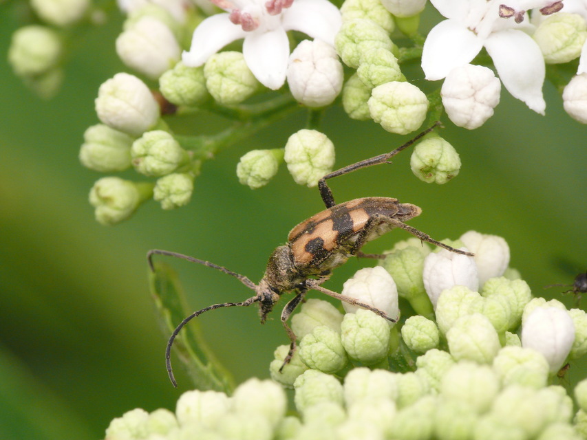 Pachytodes erraticus - rajzos virágcincér