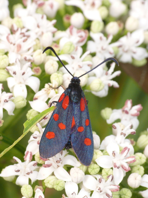 Zygaena