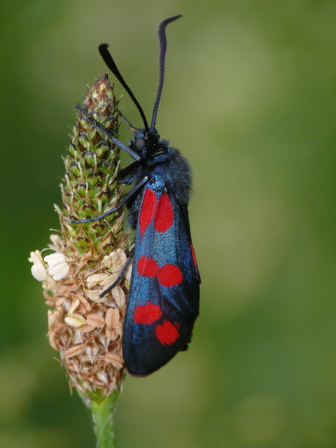 Zygaena filipendulae - acélszínű csüngőlepke