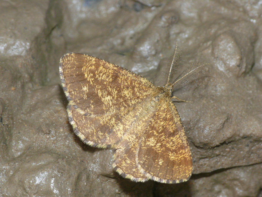 Ematurga atomaria - barna rétiaraszoló