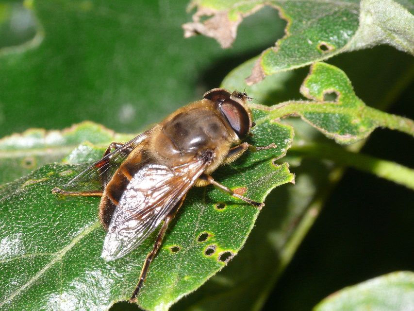 Eristalis