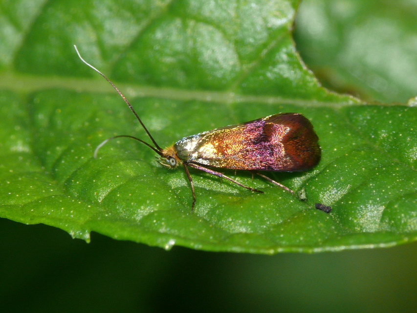 Nemophora