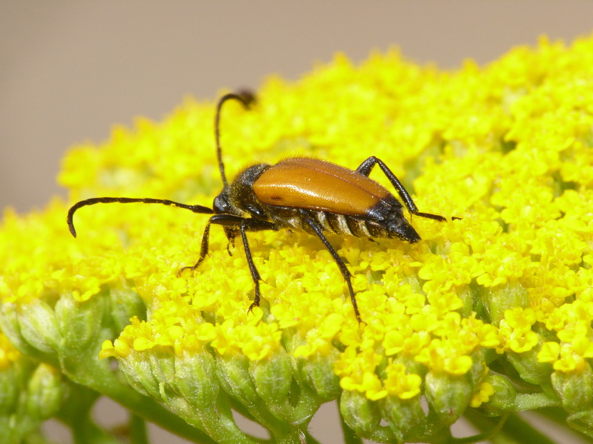 Stictoleptura fulva - vörhenyes virágcincér