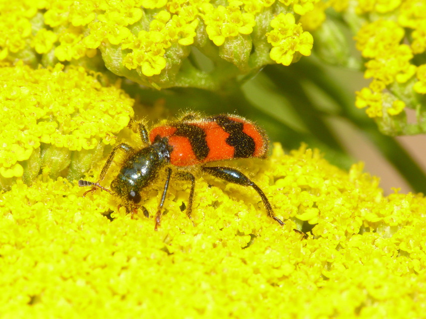 Trichodes apiarius - szalagos méhészbogár