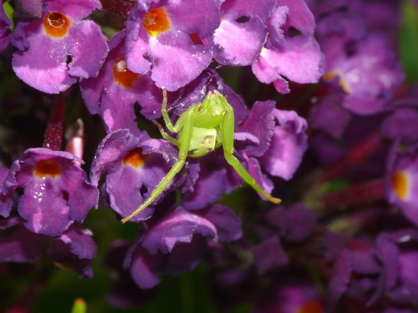 Ebrechtella tricuspidata - alakoskodó karolópók
