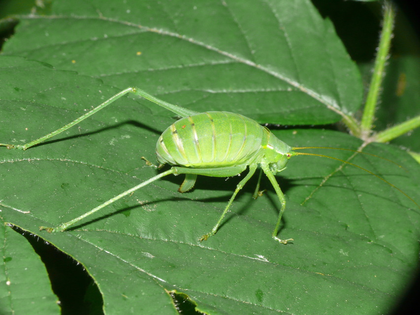 Isophya kraussii - erdei tarsza