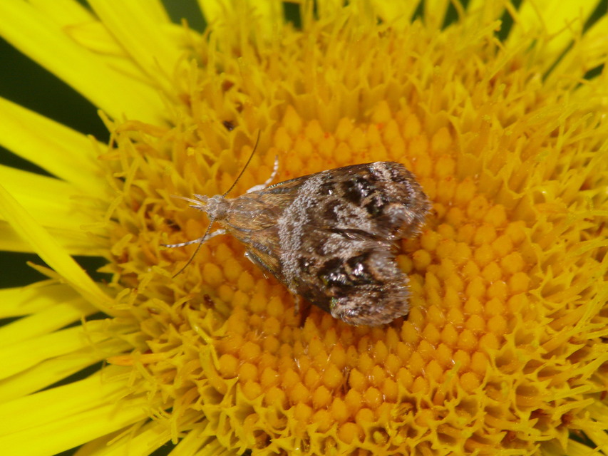 Tebenna