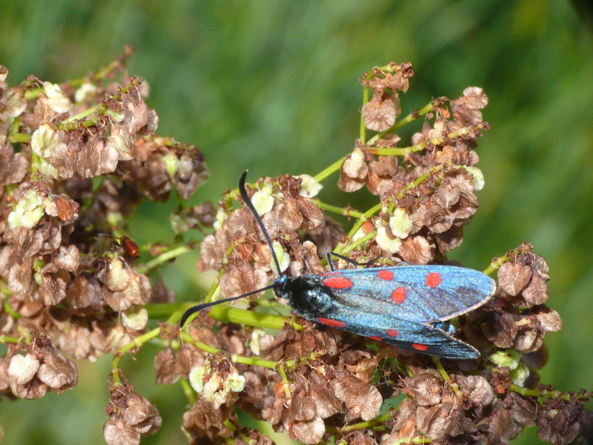 Zygaena