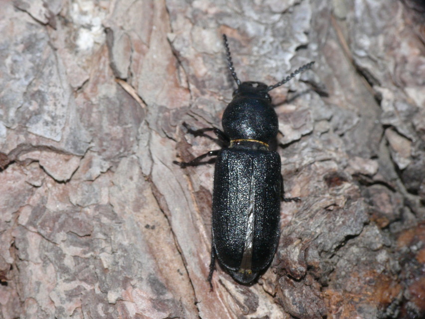 Spondylis buprestoides - erdei félcincér
