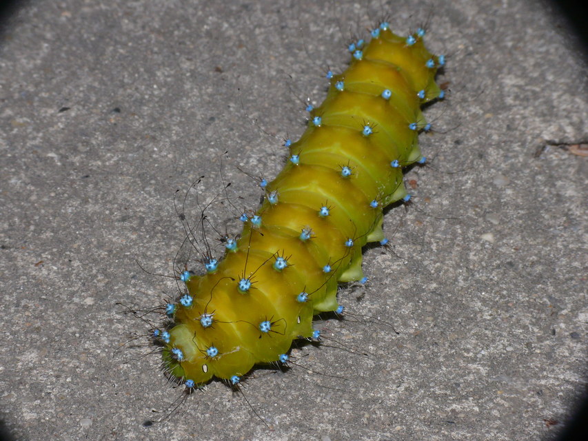 Saturnia pyri - nagy pávaszem