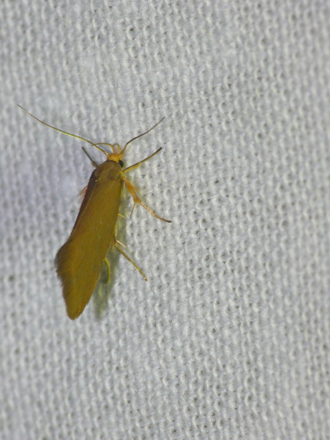 Crassa