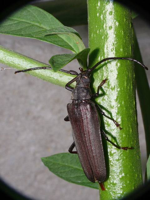 Aegosoma scabricorne - diófacincér