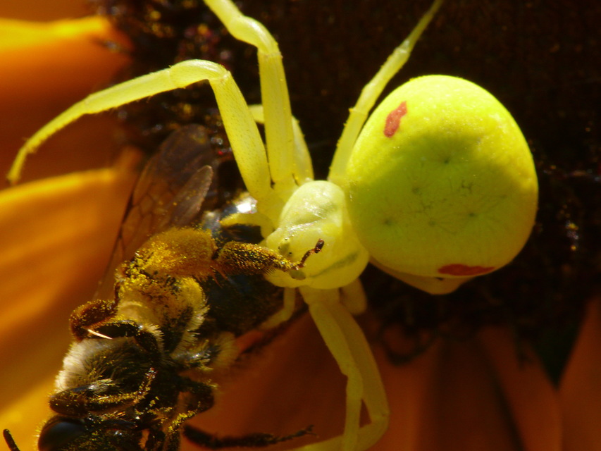 Misumena vatia - viráglakó karolópók