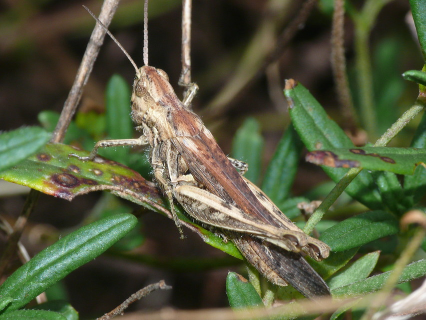 Chorthippus (Glyptobothrus) (subgenus)
