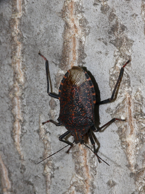 Apodiphus amygdali
