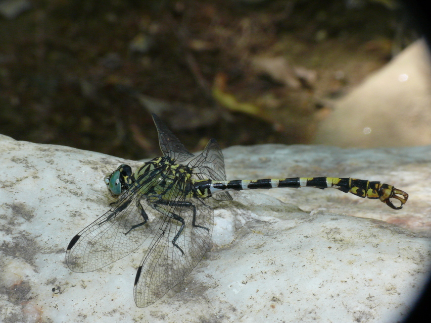 Onychogomphus forcipatus - gyűrűs folyami-szitakötő