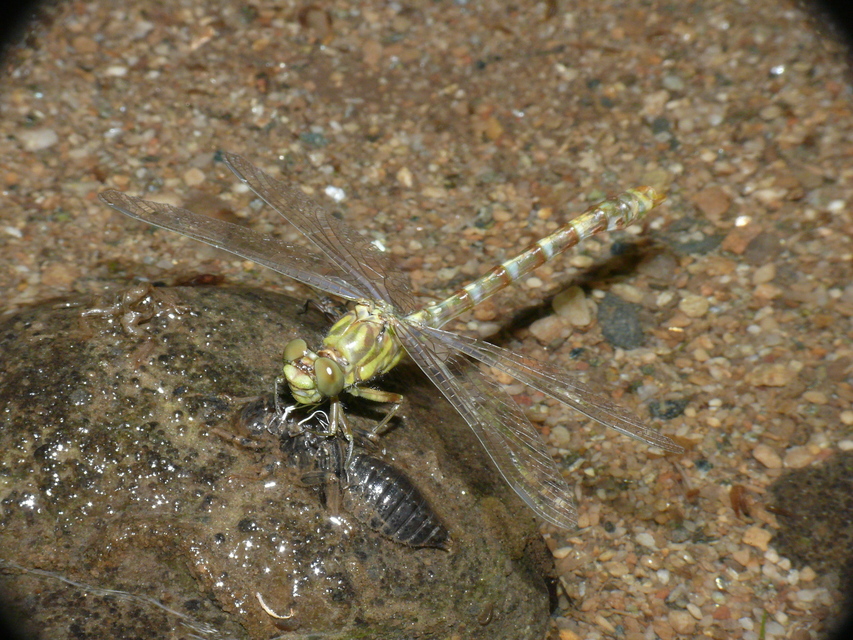 Onychogomphus forcipatus - gyűrűs folyami-szitakötő