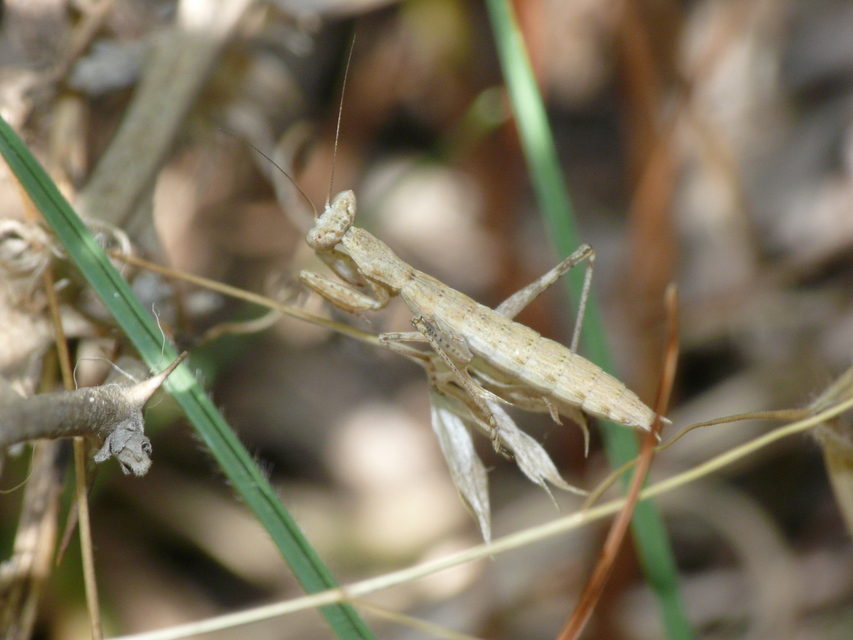 Mantodea - Fogólábúak