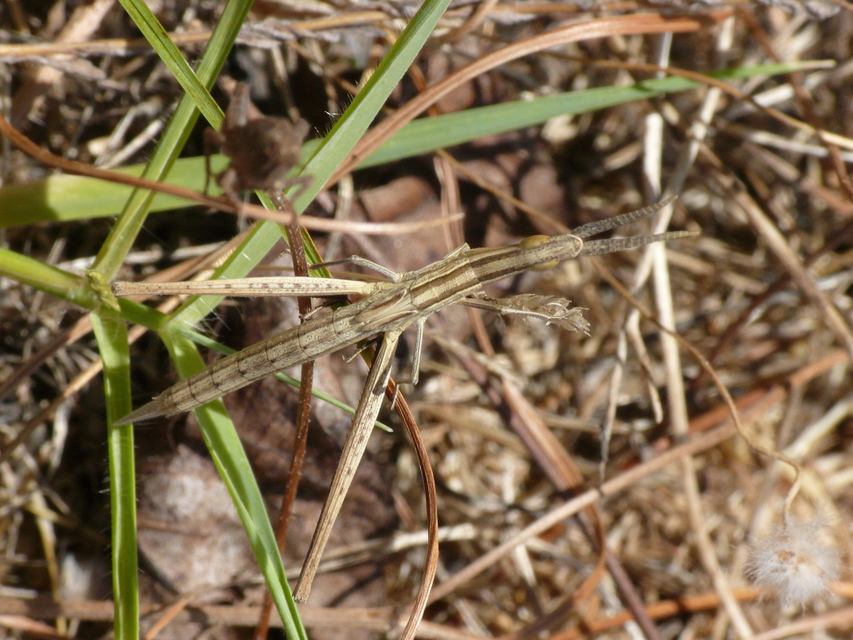 Acrida ungarica - sisakos sáska