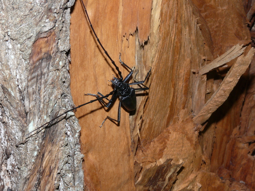 Cerambyx cerdo - nagy hőscincér