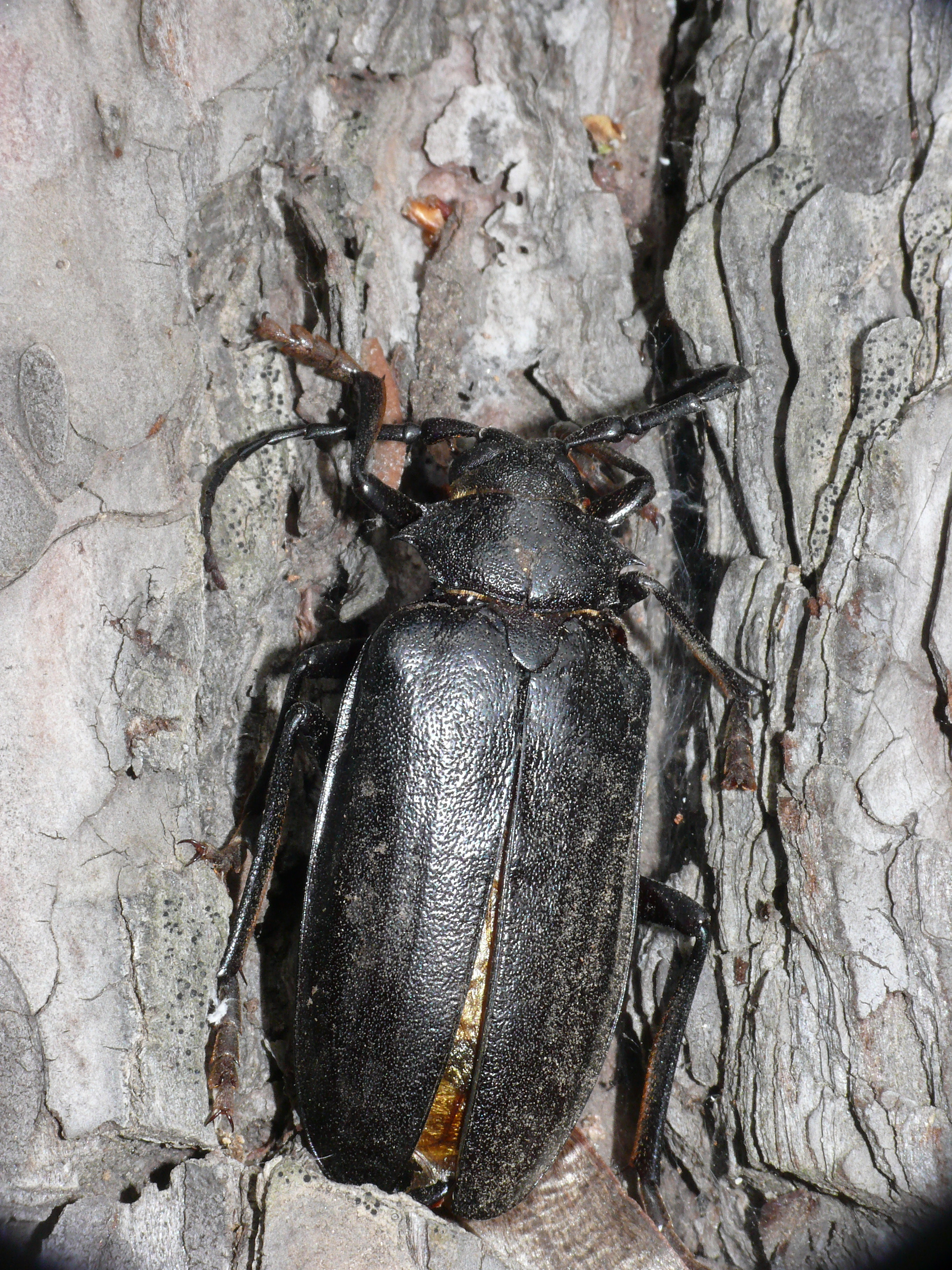 Prionus besikanus