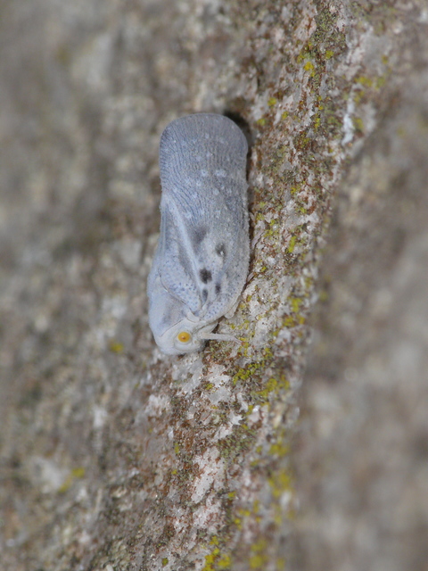 Metcalfa pruinosa - amerikai lepkekabóca
