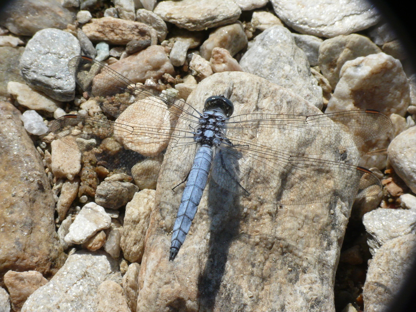Orthetrum brunneum - pataki pásztorszitakötő
