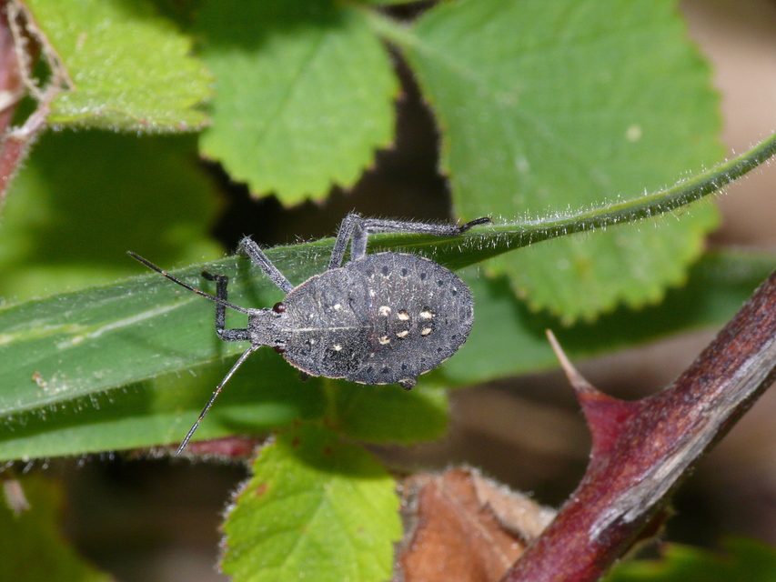 Apodiphus amygdali