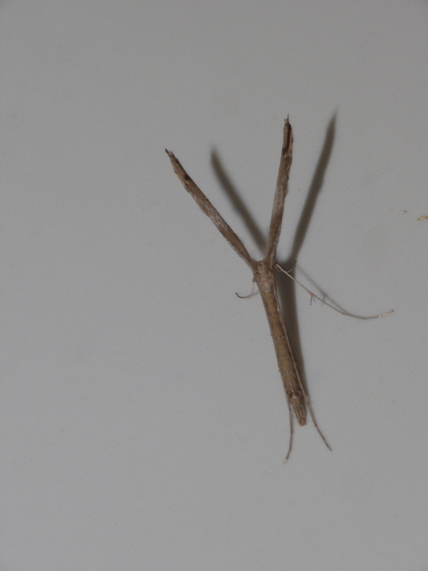 Pterophoridae - tollasmolyfélék