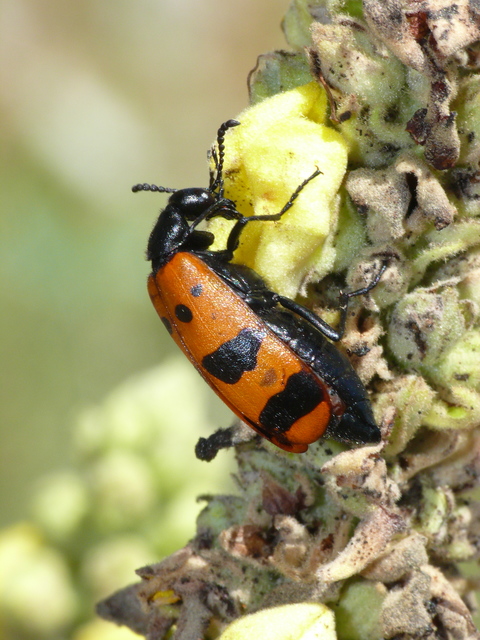 Mylabris calida Mylabris calida