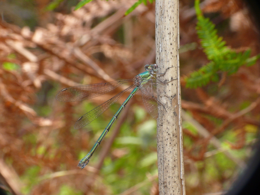 Chalcolestes viridis/parvidens
