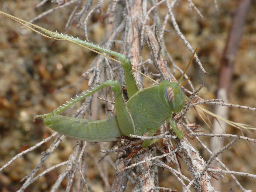 Anacridium aegyptium - egyiptomi sáska