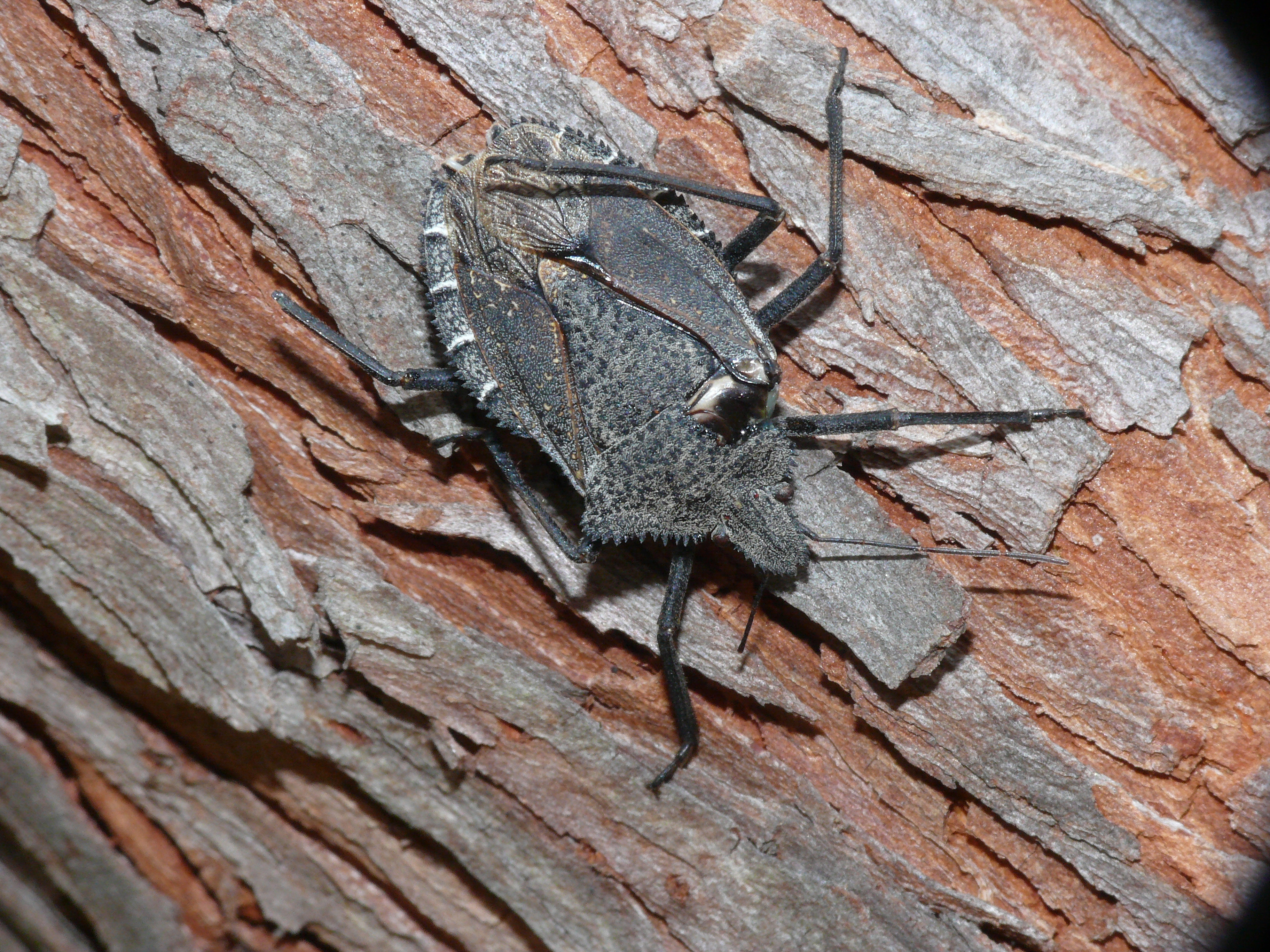 Mustha spinosula