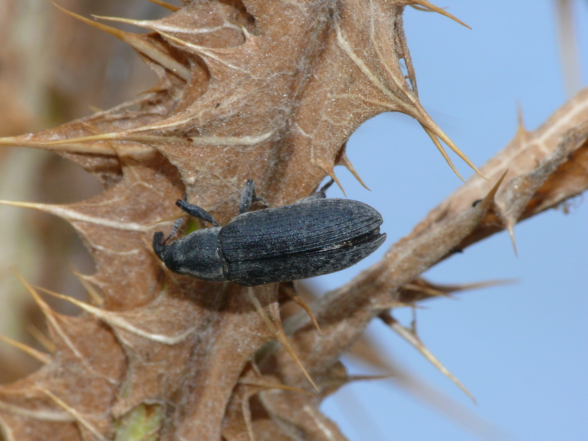 Lixus cardui - bogáncsfúró dudvabarkó