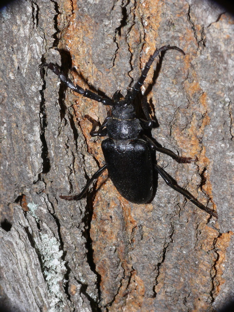 Prionus coriarius - csőszcincér