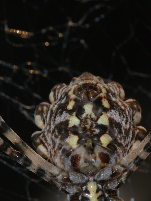 Argiope lobata - karéjos keresztespók