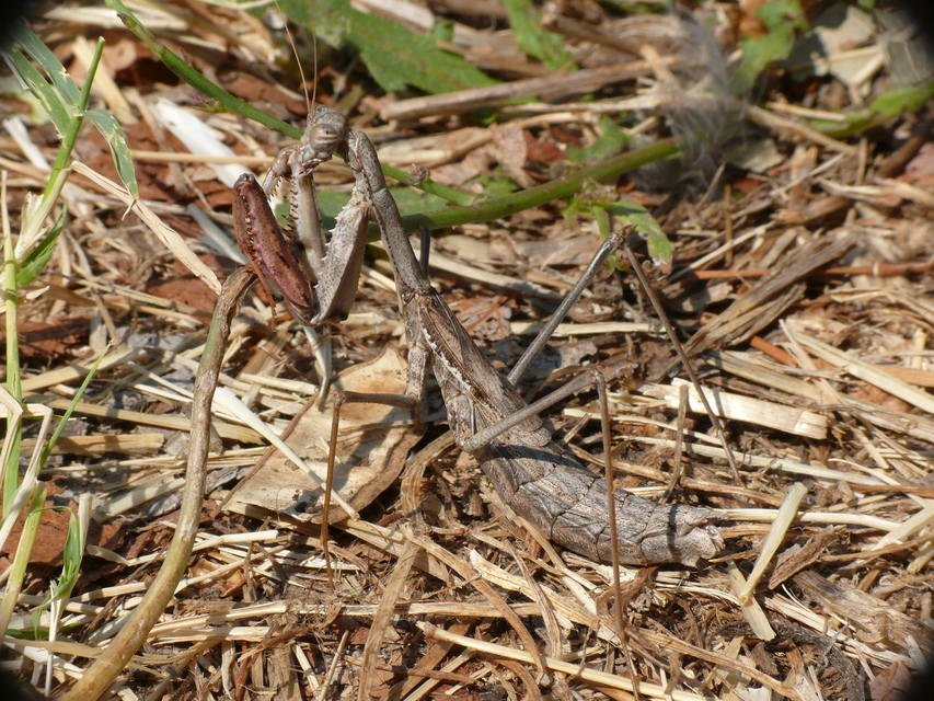 Rivetina baetica