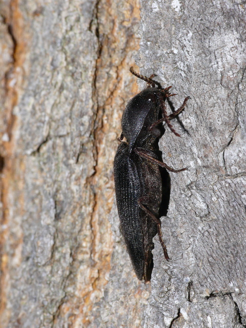 Elateridae - pattanóbogárfélék