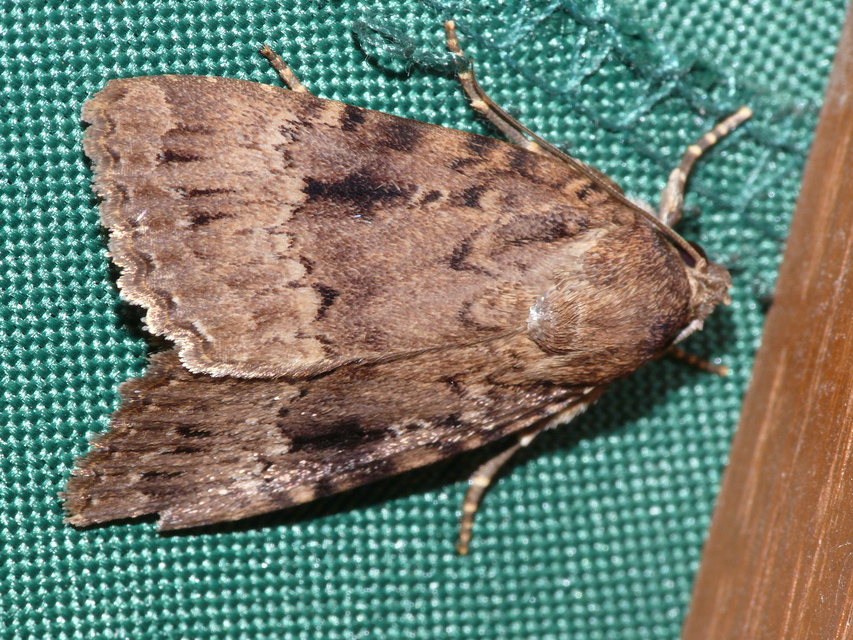 Amphipyra berbera/pyramidea