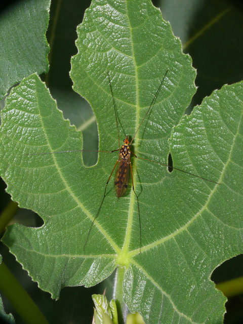 Nephrotoma scalaris
