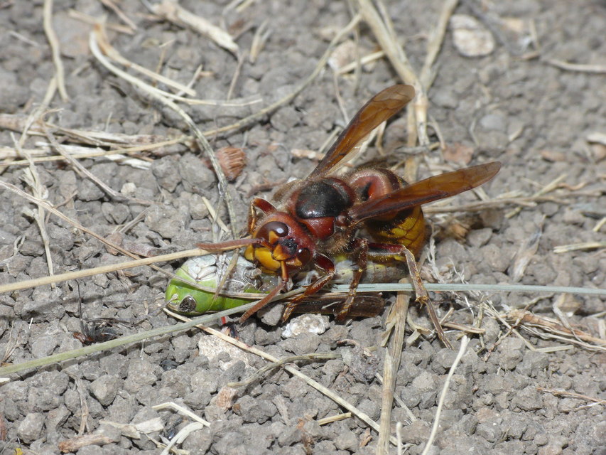 Vespa crabro - lódarázs