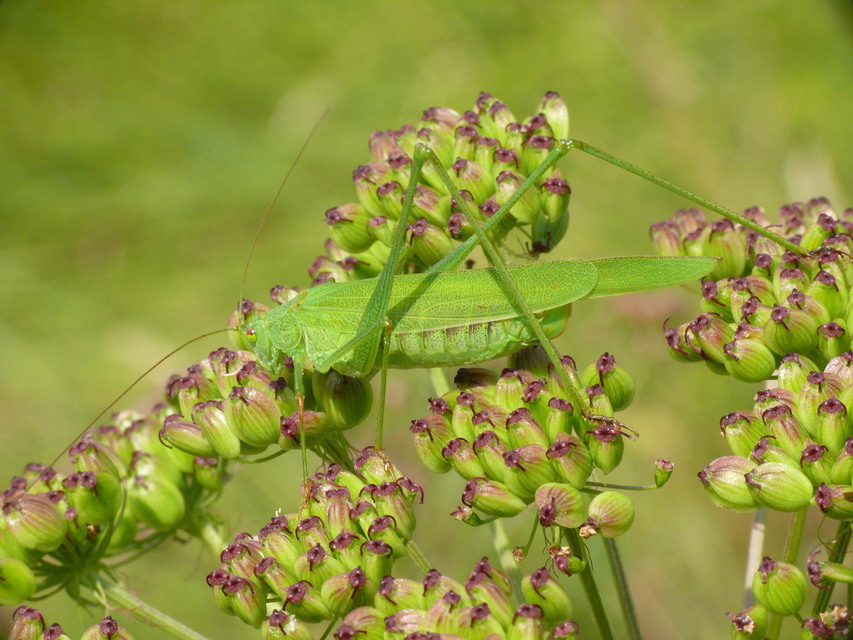 Phaneroptera nana - pontozott repülőszöcske