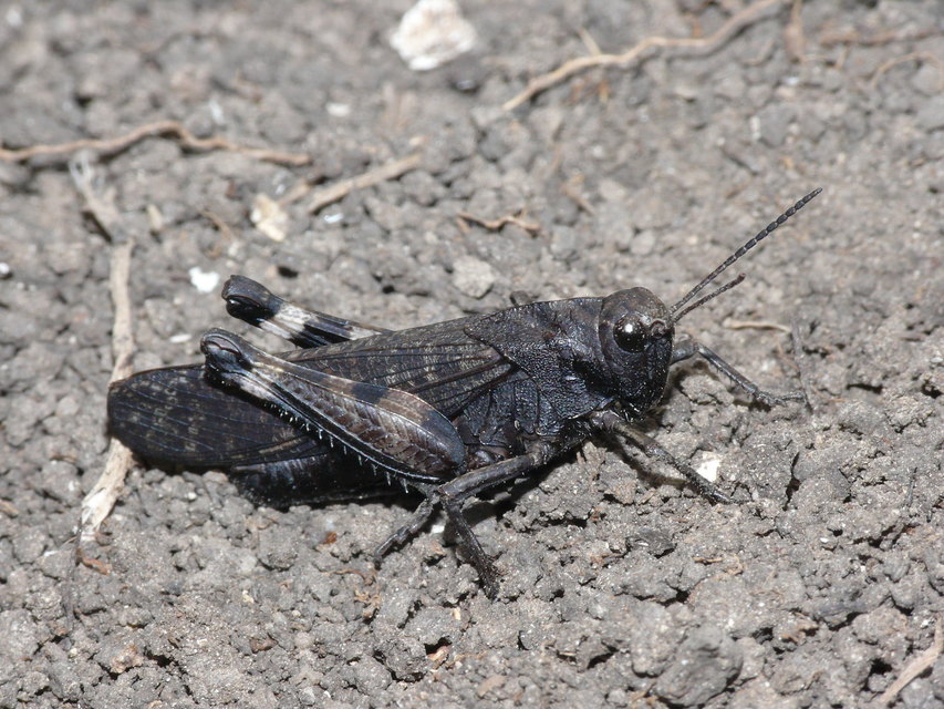 Psophus stridulus - kerepelősáska