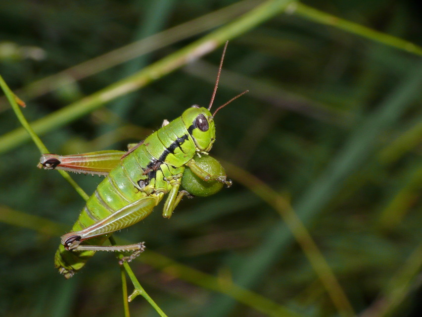 Pseudopodisma nagyi - Nagy-hegyisáska
