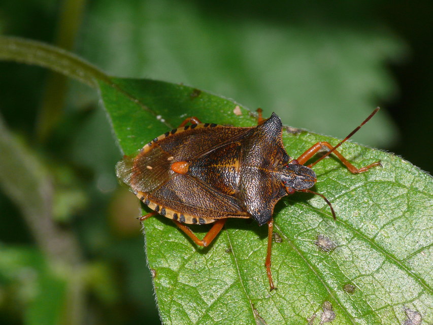 Pentatoma rufipes - vöröslábú címerespoloska Pentatoma rufipes - vöröslábú címerespoloska