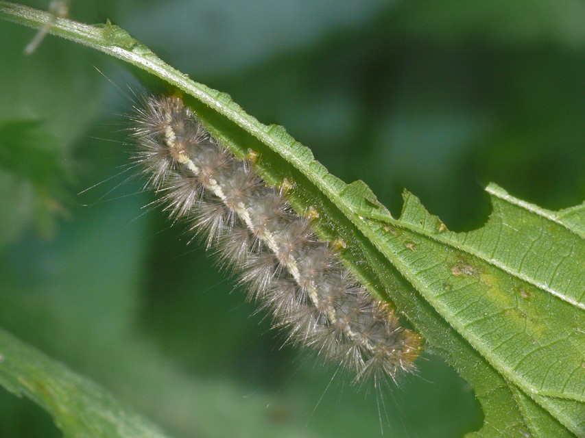 Spilarctia lutea - sárgás medvelepke