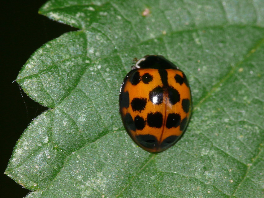 Harmonia axyridis - harlekinkatica