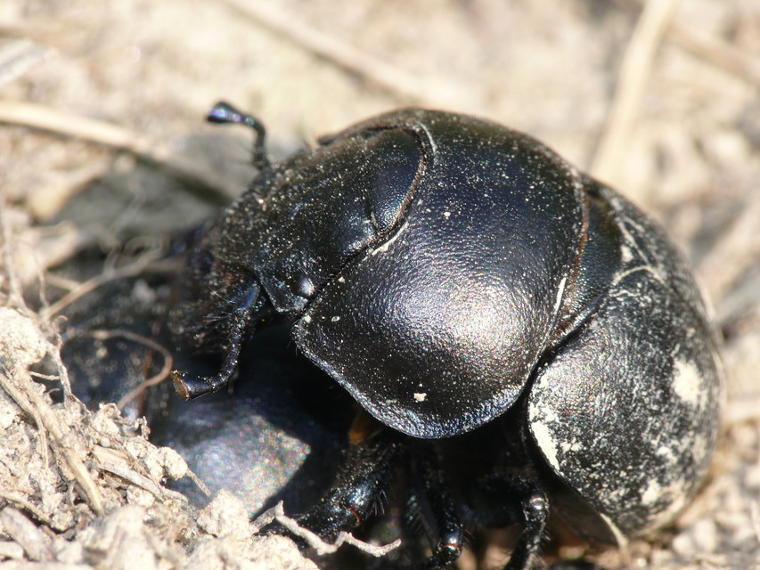 Lethrus apterus - nagyfejű csajkó
