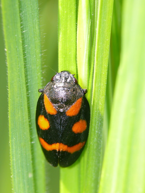 Cercopis