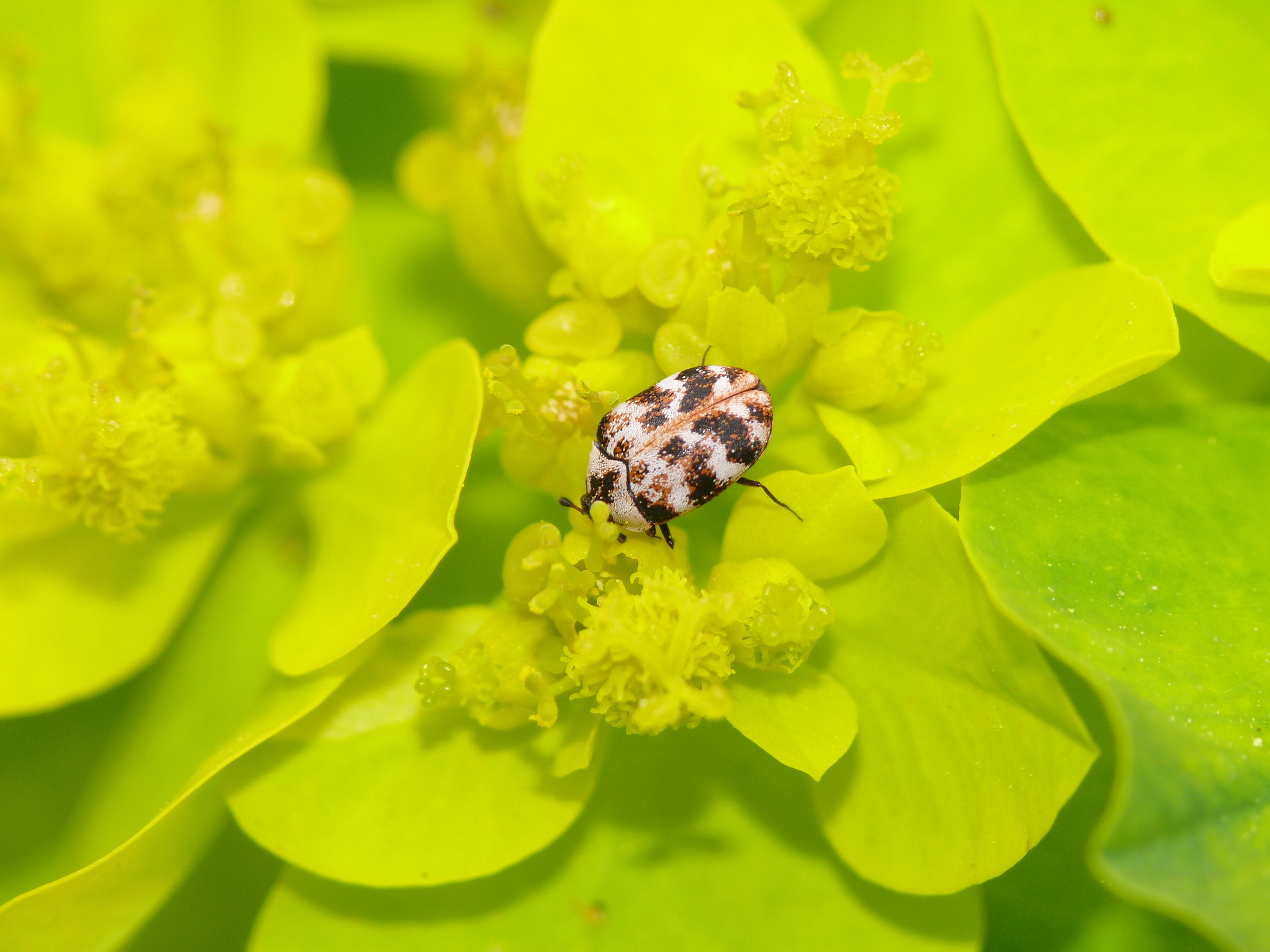 Anthrenus scrophulariae albidus - déli nagy múzeumbogár